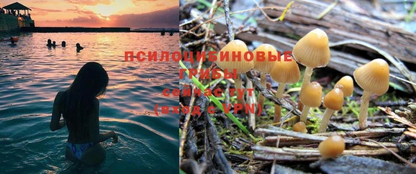 apvp Богданович