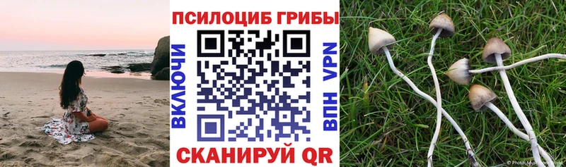 где найти наркотики  Короча  Галлюциногенные грибы GOLDEN TEACHER 